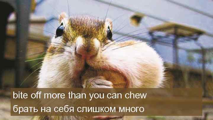 bite off more than you can chew брать на себя слишком много 