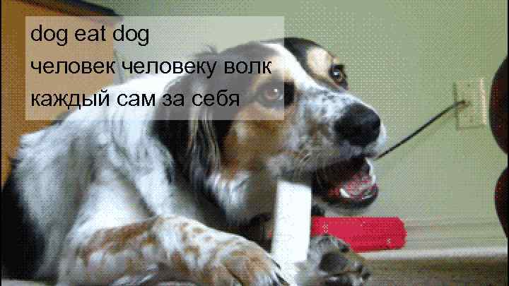 dog eat dog человеку волк каждый сам за себя 
