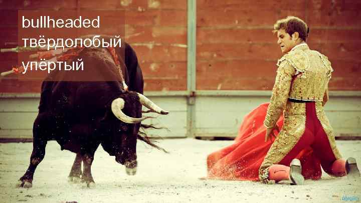 bullheaded твёрдолобый упёртый 