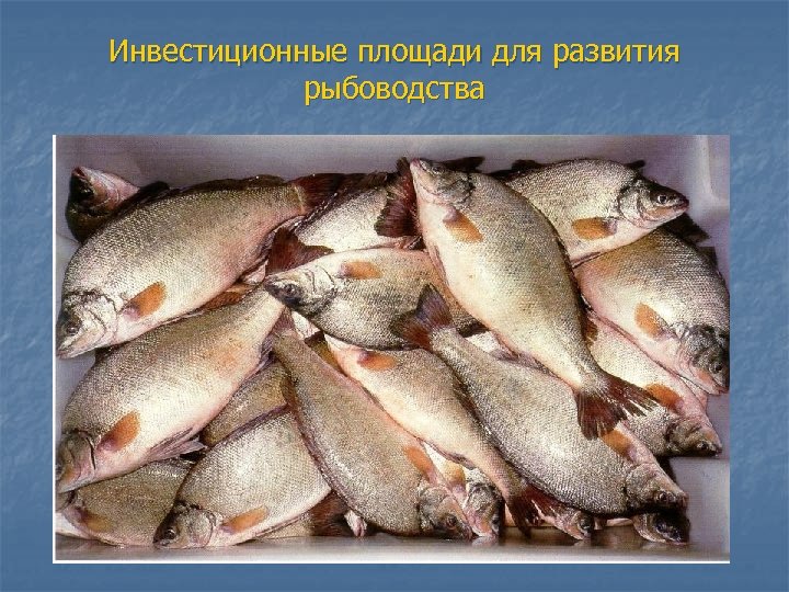 Инвестиционные площади для развития рыбоводства 