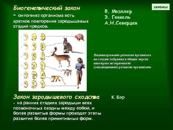 Биогенетический закон – онтогенез организма есть Ф. Мюллер Э. Геккель А. Н. Северцев краткое