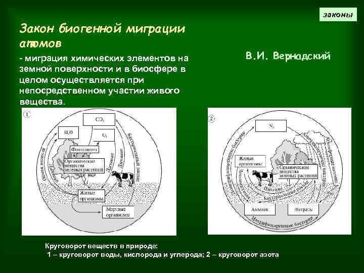 Миграция биогенных элементов. Закон биогенной миграции атомов в.и Вернадского примеры. Биогенная миграция химических элементов.