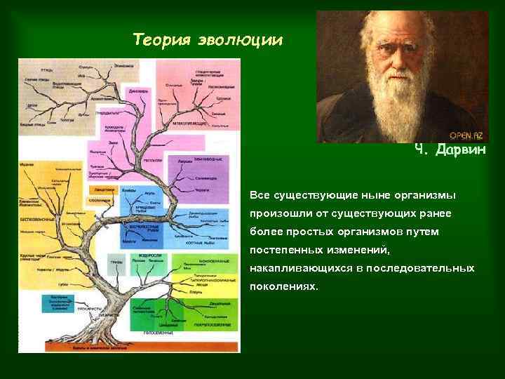 Теория эволюции Ч. Дарвин Все существующие ныне организмы произошли от существующих ранее более простых