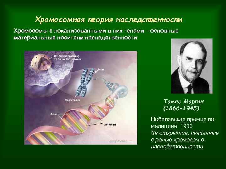 Хромосомная теория наследственности Хромосомы с локализованными в них генами – основные материальные носители наследственности