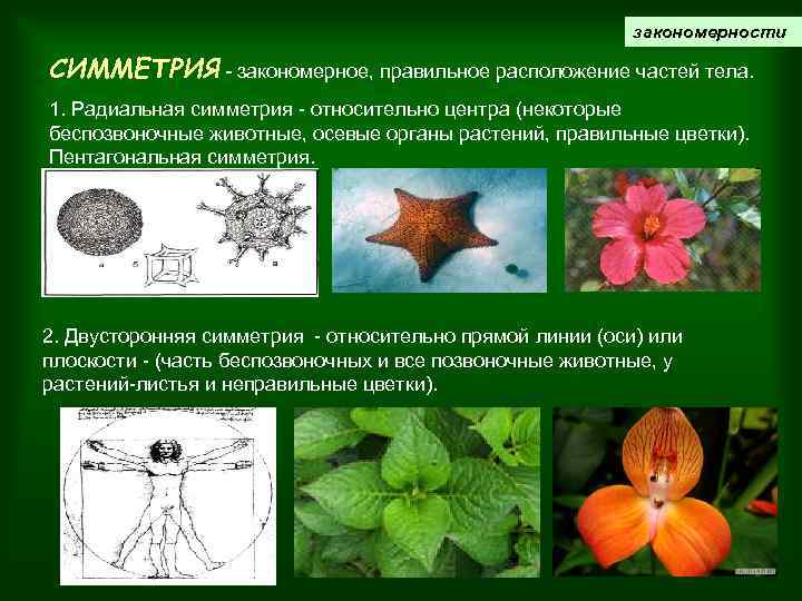 Двусторонняя симметрия это. Радиальная симметрия у растений. Билатеральная симметрия цветка. Радиально лучевая симметрия растений. Радиальная и двусторонняя симметрия.