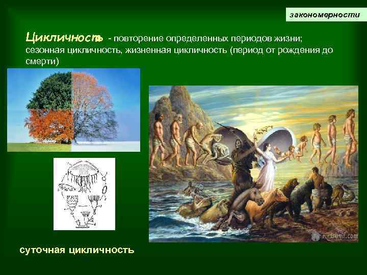 закономерности Цикличность - повторение определенных периодов жизни; сезонная цикличность, жизненная цикличность (период от рождения