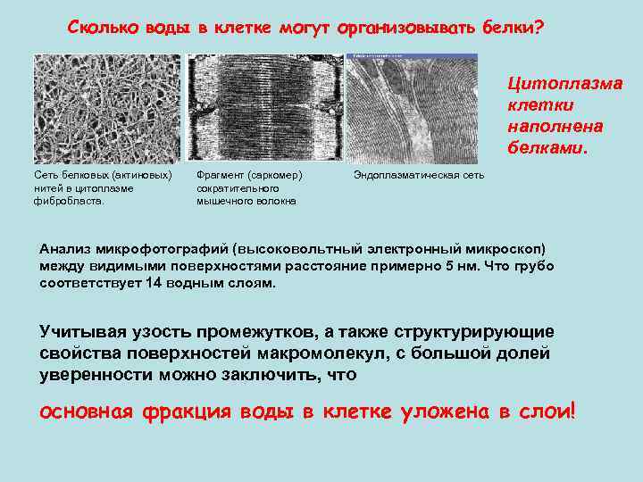 Сколько воды в клетке могут организовывать белки? Цитоплазма клетки наполнена белками. Сеть белковых (актиновых)