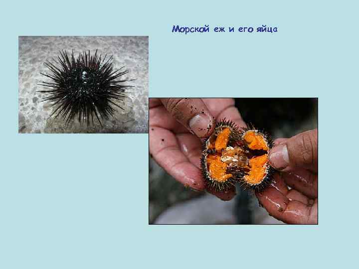 Морской еж и его яйца 