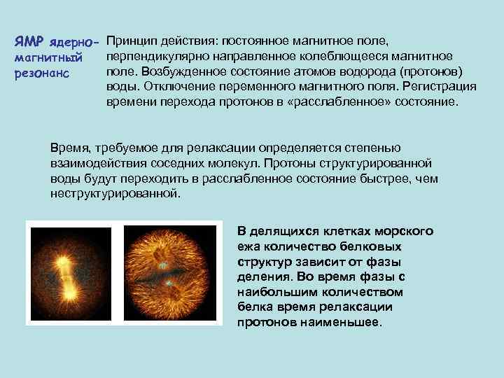 ЯМР ядерно- Принцип действия: постоянное магнитное поле, магнитный резонанс перпендикулярно направленное колеблющееся магнитное поле.