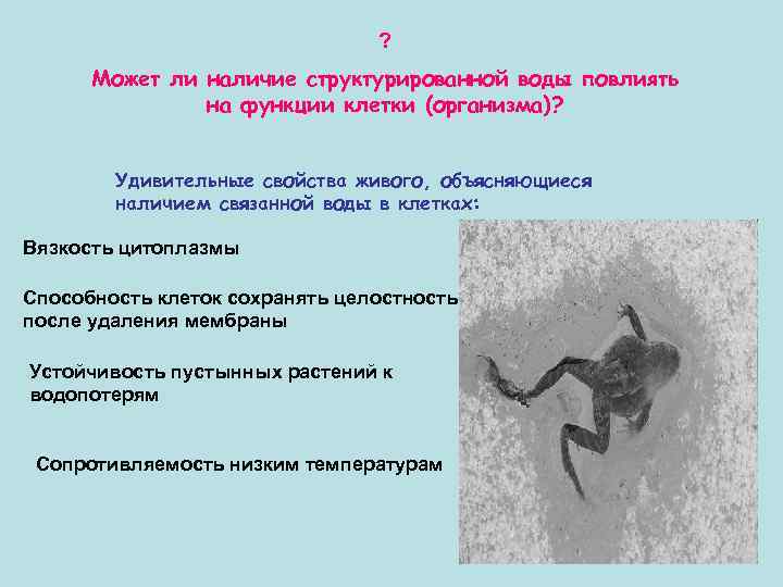 ? Может ли наличие структурированной воды повлиять на функции клетки (организма)? Удивительные свойства живого,