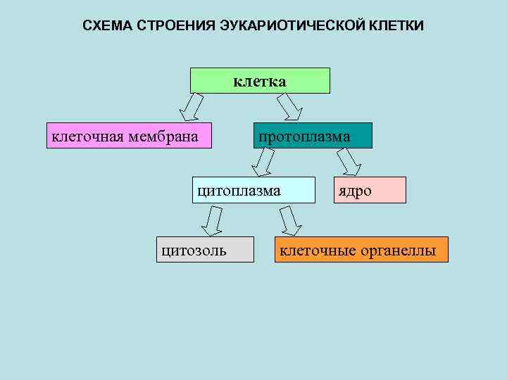СХЕМА СТРОЕНИЯ ЭУКАРИОТИЧЕСКОЙ КЛЕТКИ клетка клеточная мембрана протоплазма цитозоль ядро клеточные органеллы 