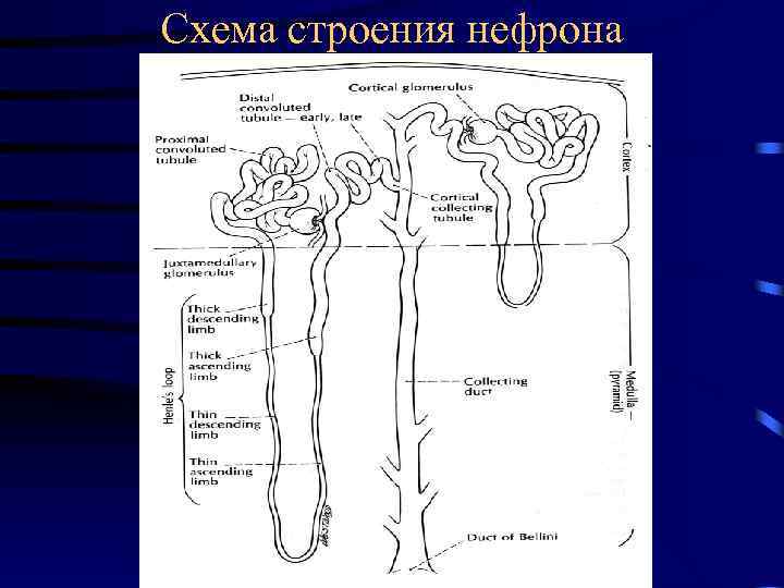 Схема строения нефрона 