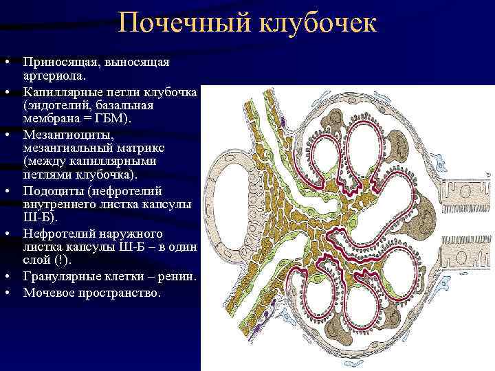 Почечный клубочек • Приносящая, выносящая артериола. • Капиллярные петли клубочка (эндотелий, базальная мембрана =