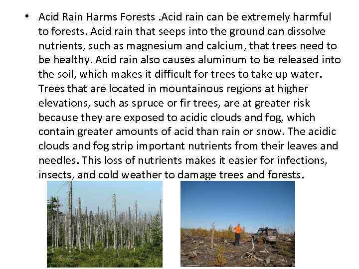  • Acid Rain Harms Forests. Acid rain can be extremely harmful to forests.