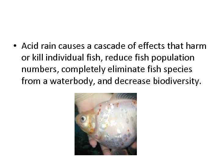  • Acid rain causes a cascade of effects that harm or kill individual