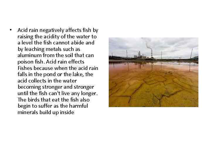  • Acid rain negatively affects fish by raising the acidity of the water