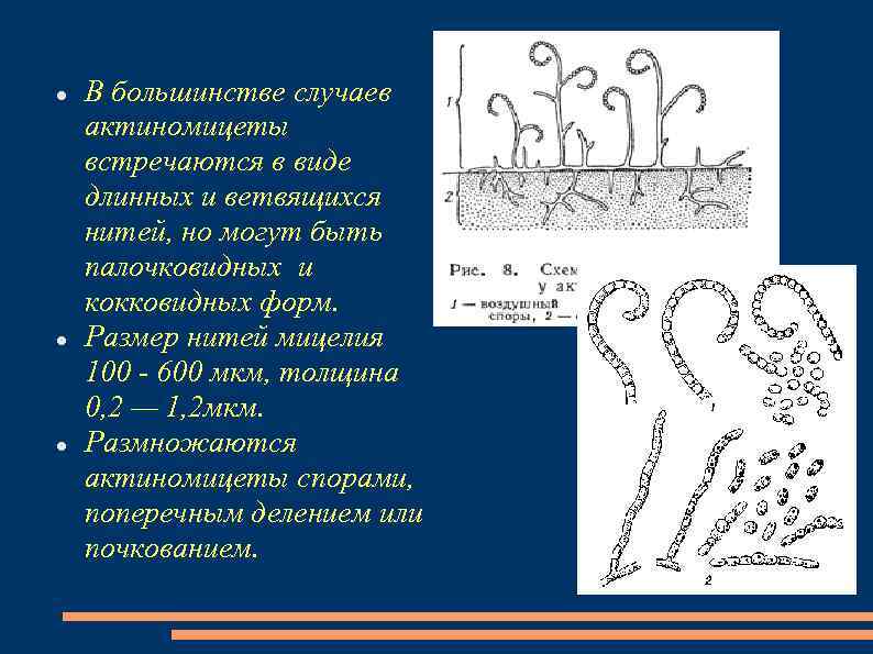  В большинстве случаев актиномицеты встречаются в виде длинных и ветвящихся нитей, но могут