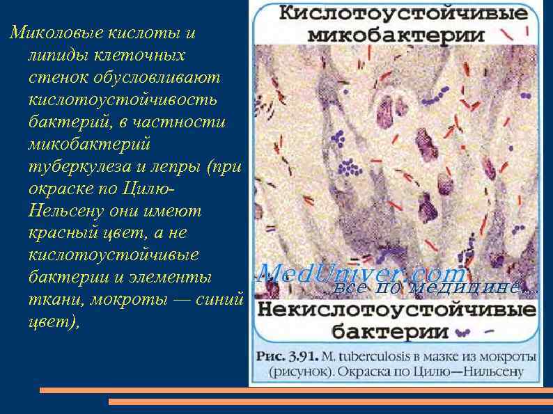 Миколовые кислоты и липиды клеточных стенок обусловливают кислотоустойчивость бактерий, в частности микобактерий туберкулеза и