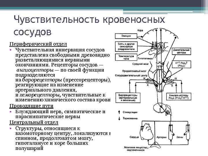 Иннервация сосудов