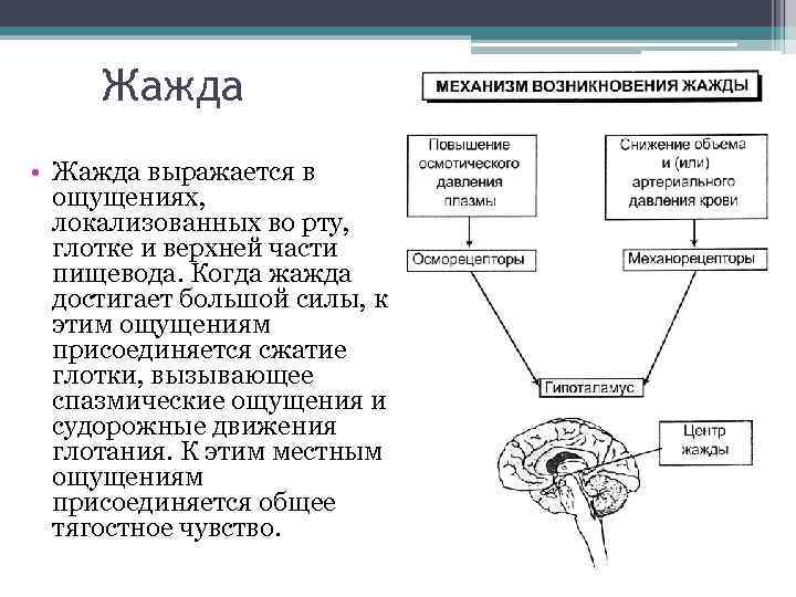 Жажда • Жажда выражается в ощущениях, локализованных во рту, глотке и верхней части пищевода.
