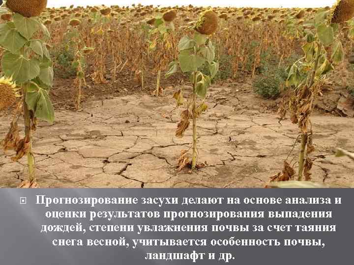  Прогнозирование засухи делают на основе анализа и оценки результатов прогнозирования выпадения дождей, степени