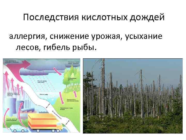 Последствия кислотных дождей аллергия, снижение урожая, усыхание лесов, гибель рыбы. 