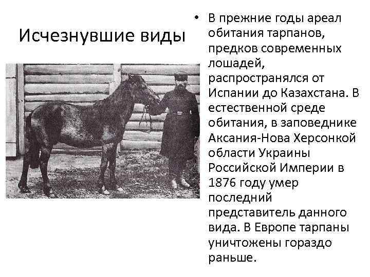 Исчезнувшие виды • В прежние годы ареал обитания тарпанов, предков современных лошадей, распространялся от