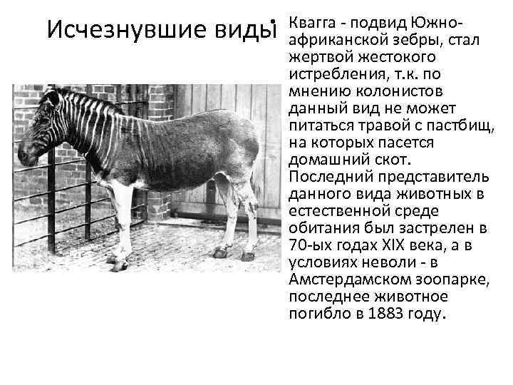  • Квагга - подвид Южно. Исчезнувшие виды африканской зебры, стал жертвой жестокого истребления,