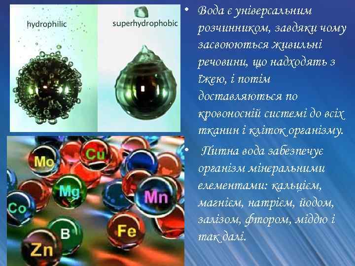  • Вода є універсальним розчинником, завдяки чому засвоюються живильні речовини, що надходять з