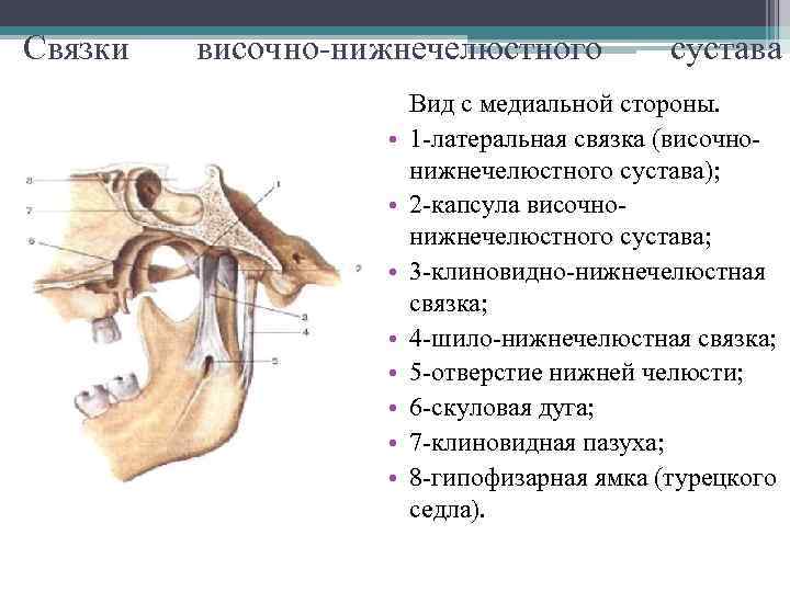 Связки височно-нижнечелюстного • • сустава Вид с медиальной стороны. 1 -латеральная связка (височнонижнечелюстного сустава);