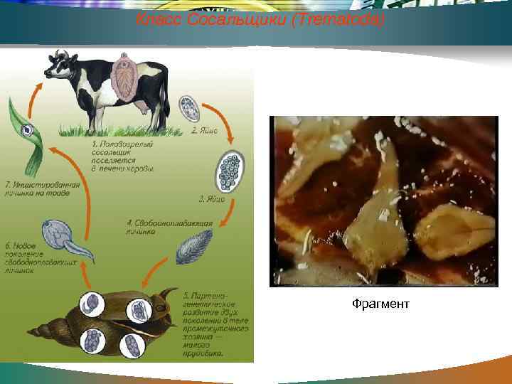 Класс Сосальщики (Trematoda) Фрагмент 