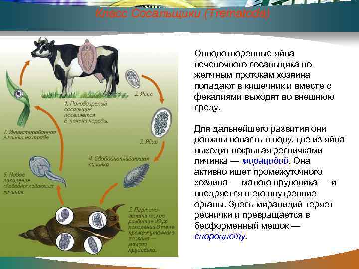 Класс Сосальщики (Trematoda) Оплодотворенные яйца печеночного сосальщика по желчным протокам хозяина попадают в кишечник