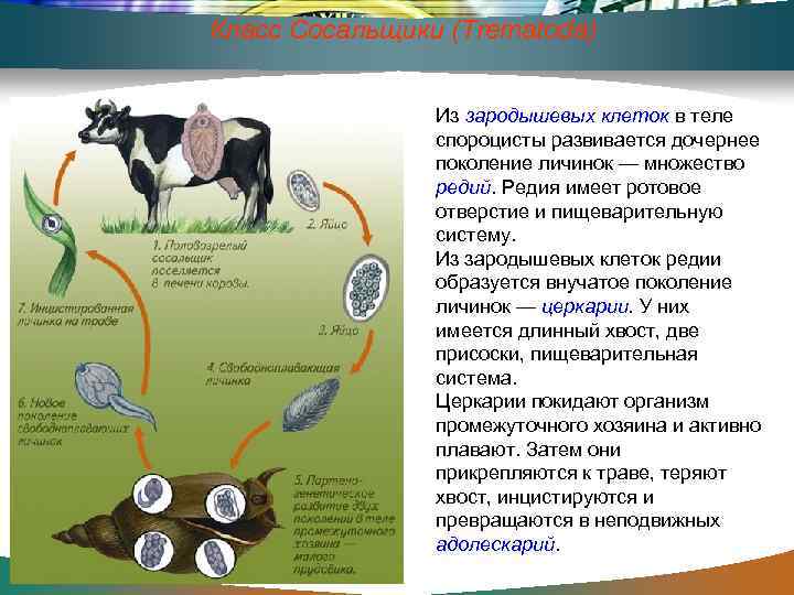 Класс Сосальщики (Trematoda) Из зародышевых клеток в теле спороцисты развивается дочернее поколение личинок —