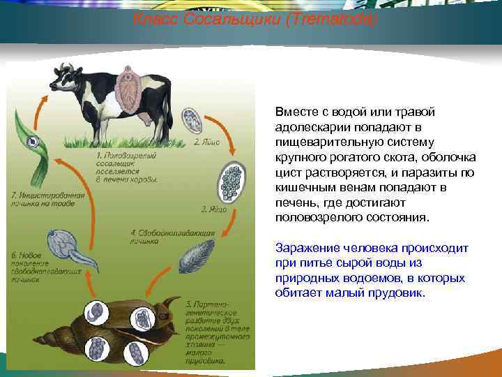 Класс Сосальщики (Trematoda) Вместе с водой или травой адолескарии попадают в пищеварительную систему крупного