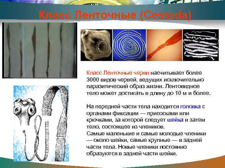 Класс Ленточные (Cestoda) Класс Ленточные черви насчитывает более 3000 видов червей, ведущих исключительно паразитический