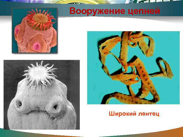 Вооружение цепней Широкий лентец 