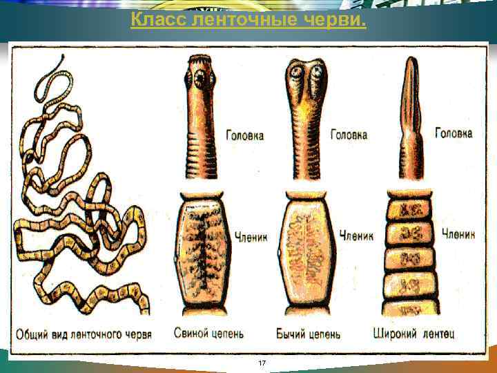 Класс ленточные черви. 17 