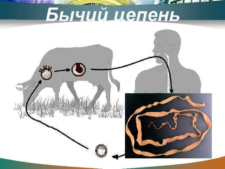 Бычий цепень 