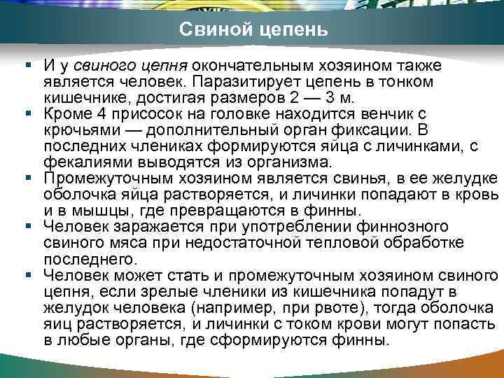 Свиной цепень И у свиного цепня окончательным хозяином также является человек. Паразитирует цепень в