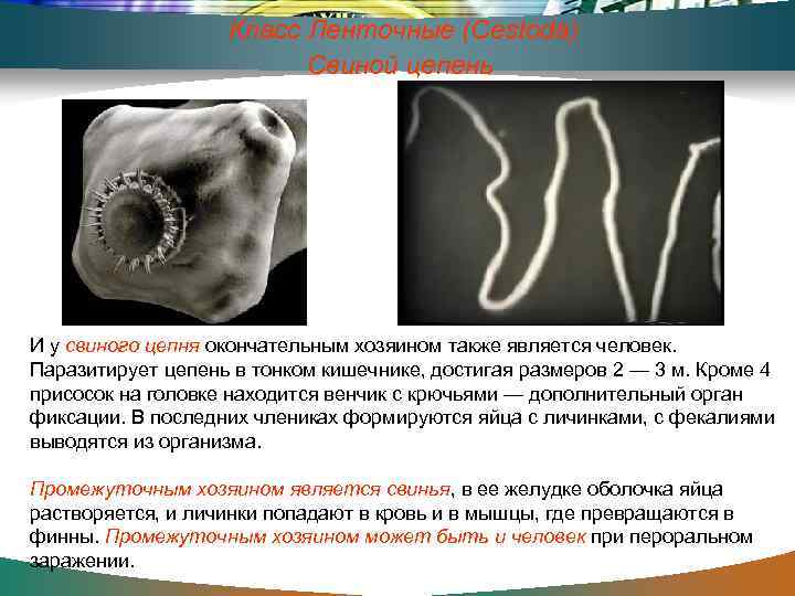 Класс Ленточные (Cestoda) Свиной цепень И у свиного цепня окончательным хозяином также является человек.