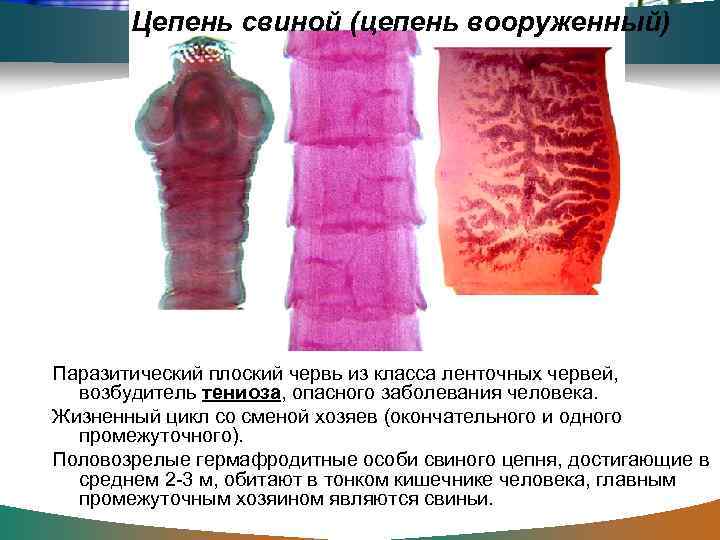 Цепень свиной (цепень вооруженный) Паразитический плоский червь из класса ленточных червей, возбудитель тениоза, опасного