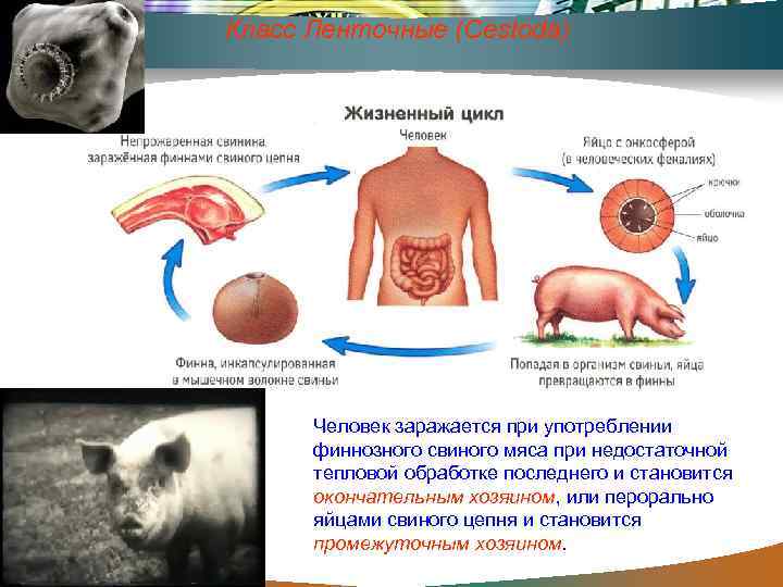 Класс Ленточные (Cestoda) Человек заражается при употреблении финнозного свиного мяса при недостаточной тепловой обработке
