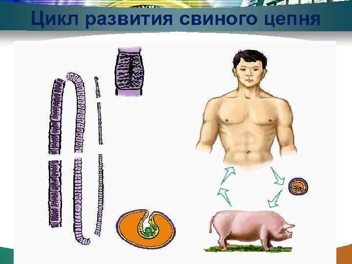 Цикл развития свиного цепня 26 