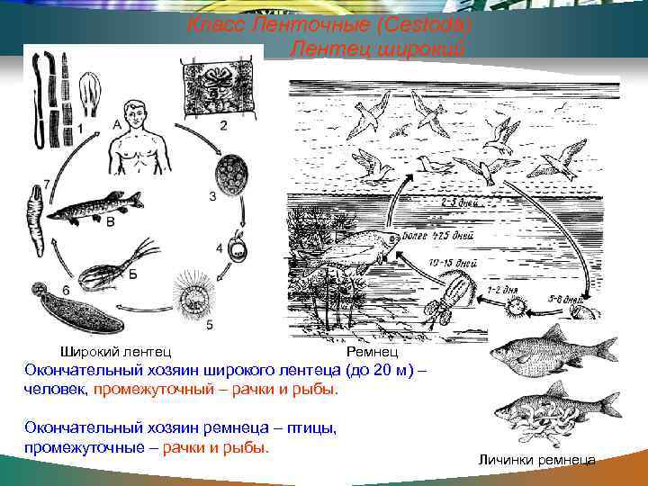 Класс Ленточные (Cestoda) Лентец широкий Широкий лентец Ремнец Окончательный хозяин широкого лентеца (до 20