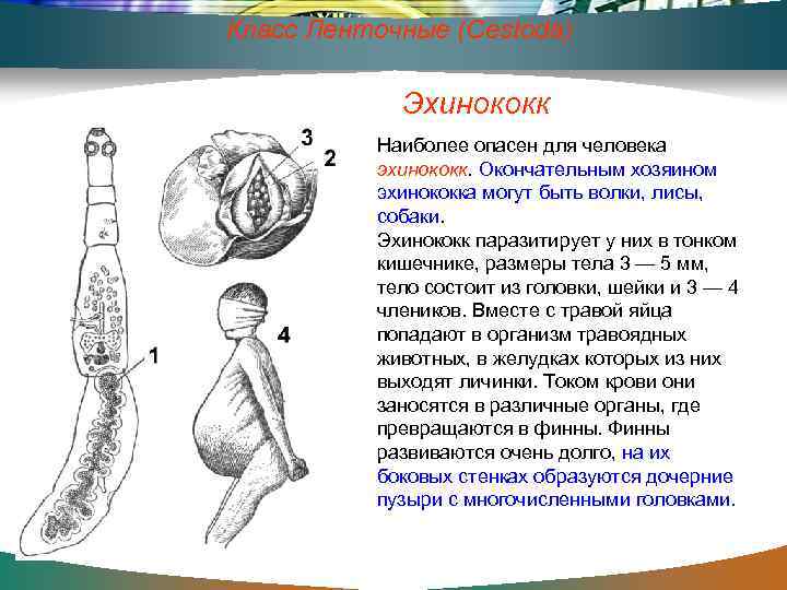 Класс Ленточные (Cestoda) Эхинококк Наиболее опасен для человека эхинококк. Окончательным хозяином эхинококка могут быть