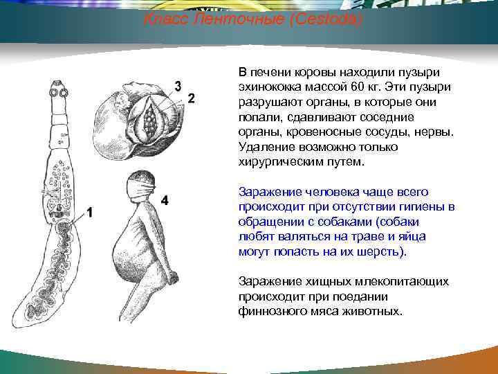 Класс Ленточные (Cestoda) В печени коровы находили пузыри эхинококка массой 60 кг. Эти пузыри