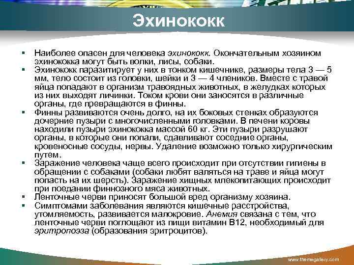 Эхинококк Наиболее опасен для человека эхинококк. Окончательным хозяином эхинококка могут быть волки, лисы, собаки.
