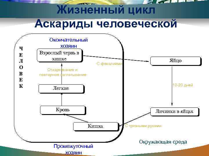 Жизненный цикл Аскариды человеческой Ч Е Л О В Е К Окончательный хозяин Взрослый
