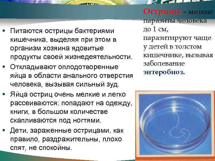 Острицы – мелкие Питаются острицы бактериями кишечника, выделяя при этом в организм хозяина ядовитые