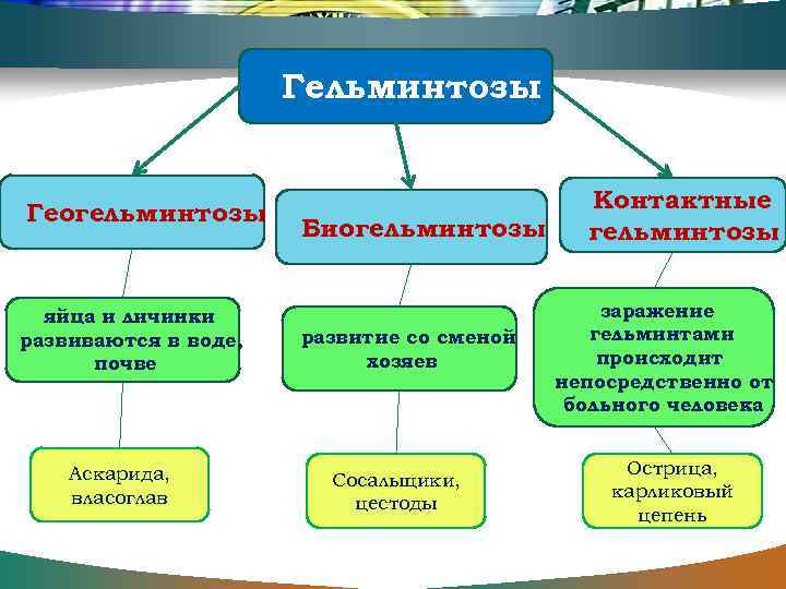 Гельминтозы Геогельминтозы яйца и личинки развиваются в воде, почве Аскарида, власоглав Биогельминтозы развитие со